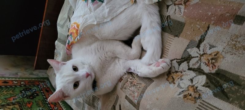 Medium adult white male cat, lost near Пионерская ул., 82, Волгодонск, Ростовская обл., Россия, 347360 on May 31, 2022.
