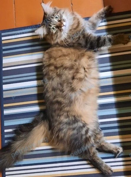 Medium young mixed color female cat Муся, lost near ул. Горького, 33, Ступино, Московская обл., Россия, 142800 on May 31, 2022.