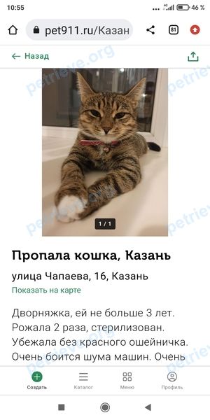 Средняя зеленая молодая кошка Катя, пропала 31.05.2022 рядом с ул. Чапаева, 16, Казань, Респ. Татарстан, Россия, 420037.