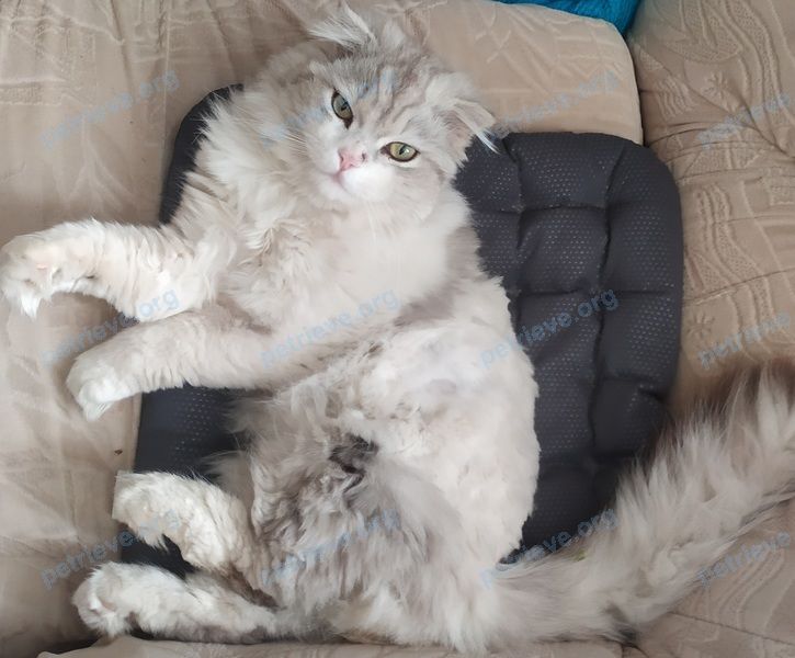 Big young gray male cat Симба, lost near Лётная, 16, Волгоград, Волгоградская обл., Россия, 400040 on Jun 01, 2022.
