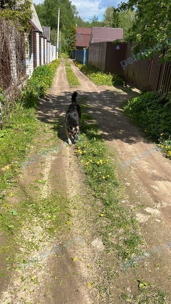 Big adult black male dog, found near GRPW+JW Балакирево, Владимирская область, Россия on Jun 04, 2022.
