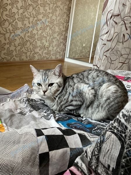 Средний серый кот Пух, пропал 06.06.2022 рядом с ул. Волкова, 198А, Йошкар-Ола, Респ. Марий Эл, Россия, 424006.