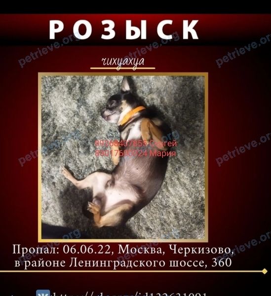 Small adult black male dog, lost near Ленинградское шоссе дом 360 on Jun 06, 2022.