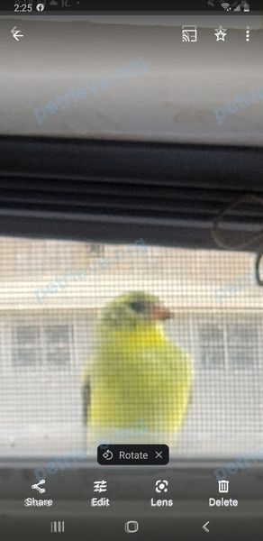 Small green bird, found near 34 Langsdorff Dr, Ajax, ON L1S 7T3, Canada on Jun 06, 2022.