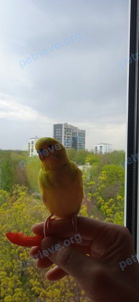Small young yellow female bird Сонечка, lost near Рязанский пр., 73, Москва, Россия, 109377 on Jun 09, 2022.