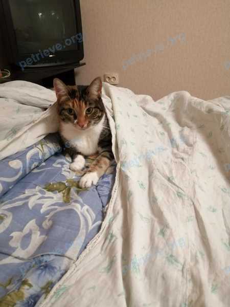 Medium adult mixed color female cat, lost near H4HF+X5 Саратов, Саратовская область, Россия on Jun 13, 2022.