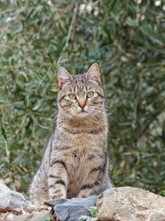 Medium young gray male cat Барсик, lost near пр. Красной Армии, 203Б, Сергиев Посад, Московская обл., Россия, 141310 on Jun 12, 2022.