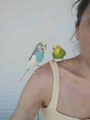 Small young mixed color male bird Морти, lost near 223 Garden St, Cambridge, MA 02138, США on Jun 12, 2022.