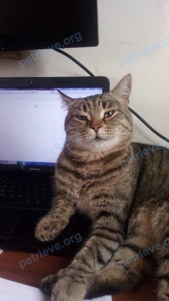 Big adult mixed color male cat Самсон, lost near Шаховская ул., 74, Барнаул, Алтайский край, Россия, 656902 on Jun 08, 2022.