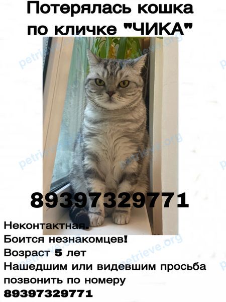 Средняя серая взрослая кошка Чика, пропала 17.06.2022 рядом с ул. Комарова, 10А, Казань, Респ. Татарстан, Россия, 420087.