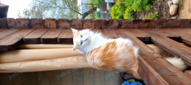 Большой белый взрослый кот Зефир, пропал 19.06.2022 рядом с ул. Октябрьская, 1, Новопетровское, Московская обл., Россия, 143570.