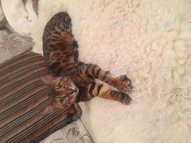 Big adult mixed color male cat Пуся, lost near ул. Стадионная, 24, Серпухов, Московская обл., Россия, 142205 on Jun 08, 2022.