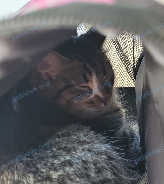 Small young gray female cat, found near Гусарская ул., 1, Санкт-Петербург, Россия, 196603 on Jun 21, 2022.
