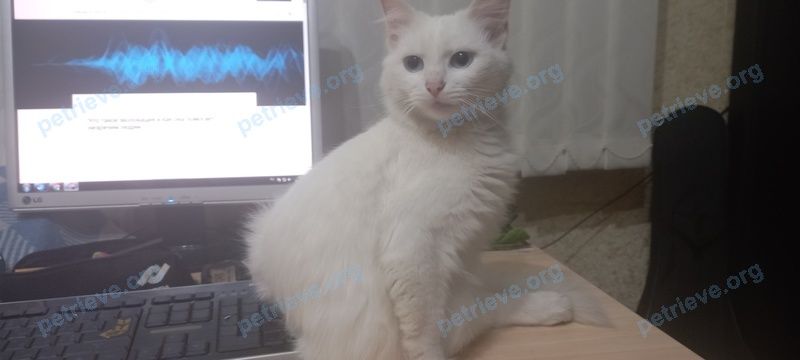 Средняя белая молодая кошка Алеся, пропала 19.06.2022 рядом с Pokrovskaya 14, Витебск, Беларусь.