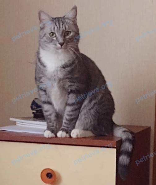 Средний серый взрослый кот Тиша, пропал 20.06.2022 рядом с ул. Прохорова, 12, Йошкар-Ола, Респ. Марий Эл, Россия, 424028.