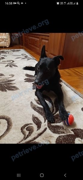 Medium young black male dog Герман, lost near пр. Ленина, 34, Черкесск, Карачаево-Черкесская Республика, Россия, 369000 on Jun 18, 2022.