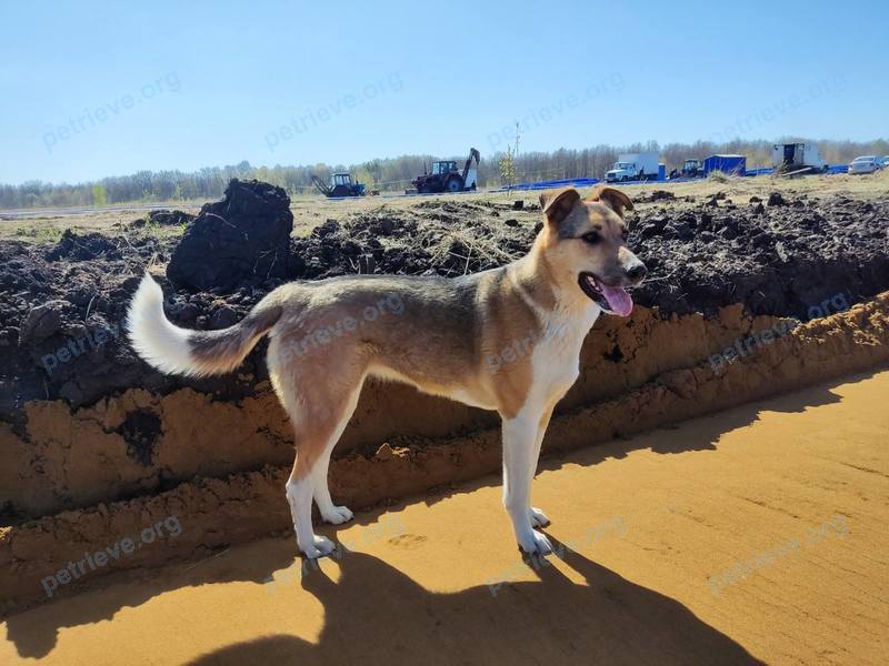 Medium young mixed color female dog Дина, lost near 44XC+35 Октябрьский район, Саранск, Республика Мордовия, Россия on Jun 21, 2022.