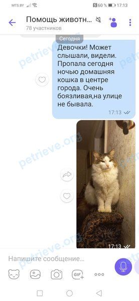 Big adult gray cat Лисичка, lost near ул. Ленина 18, Барановичи, Беларусь on Jun 24, 2022.