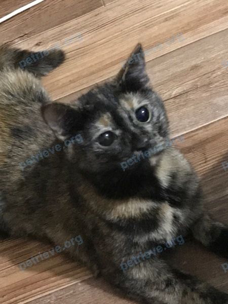 Medium young mixed color female cat Лёня, lost near F793+47 Урик, Иркутская область, Россия on Jun 24, 2022.