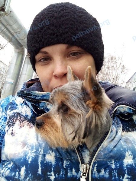 Small young gray male dog Миша, lost near просп. Московский, 45, Кемерово, Кемеровская обл., Россия, 650065 on Jun 24, 2022.