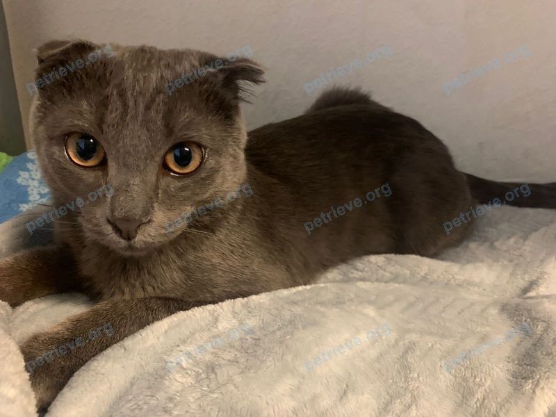 Medium young gray male cat Барсик, lost near Сибаковская ул., 10, Омск, Омская обл., Россия, 644008 on Jun 27, 2022.