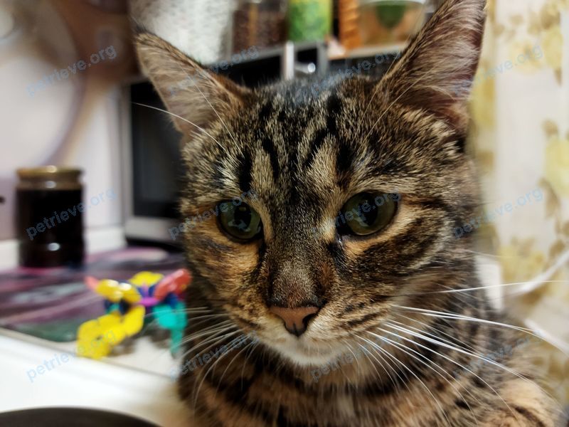 Medium young mixed color female cat Зара, lost near 803, Зеленоград, Москва, Россия, 124527 on Jun 28, 2022.