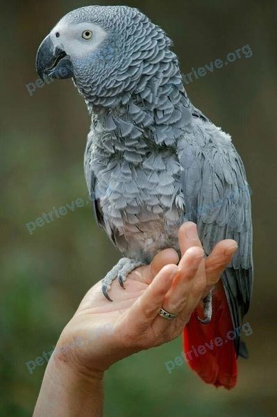 Big young gray male bird Арчи, lost near Московская область, Павлово-Посадский район, деревня Ковригино, СНТ Союз-6 on Jun 27, 2022.