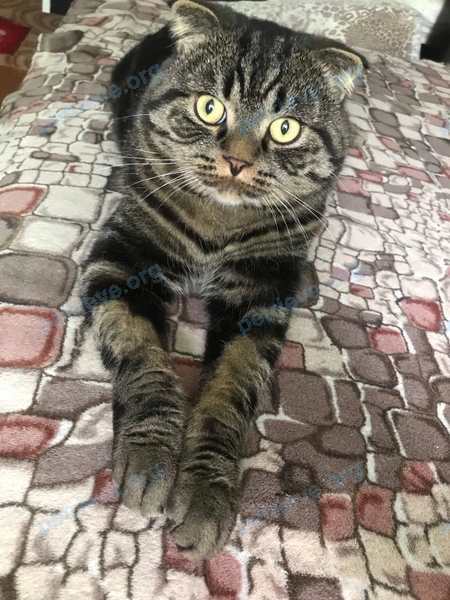 Medium young black cat, lost near Виленская ул. 11А, Молодечно 222301, Беларусь on Jun 29, 2022.