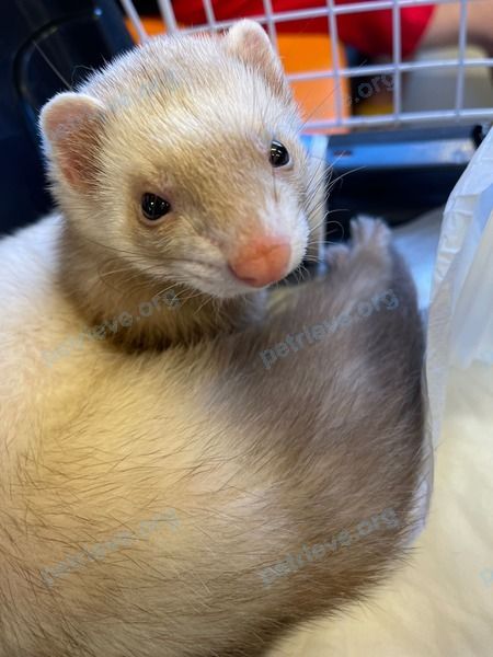 Medium adult mixed color female ferret, found near Москва, Одинцово on Jun 27, 2022.