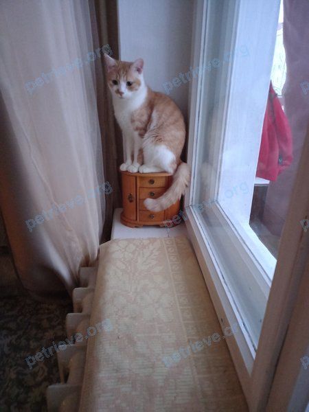 Medium young yellow male cat, lost near VMWM+FQ Глуск, Беларусь on Jun 27, 2022.