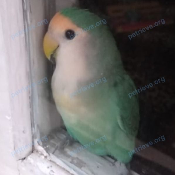 Small young mixed color male bird Тошечка, lost near ул. Коммунаров, 219, Краснодар, Краснодарский край, Россия, 350020 on Jun 22, 2022.