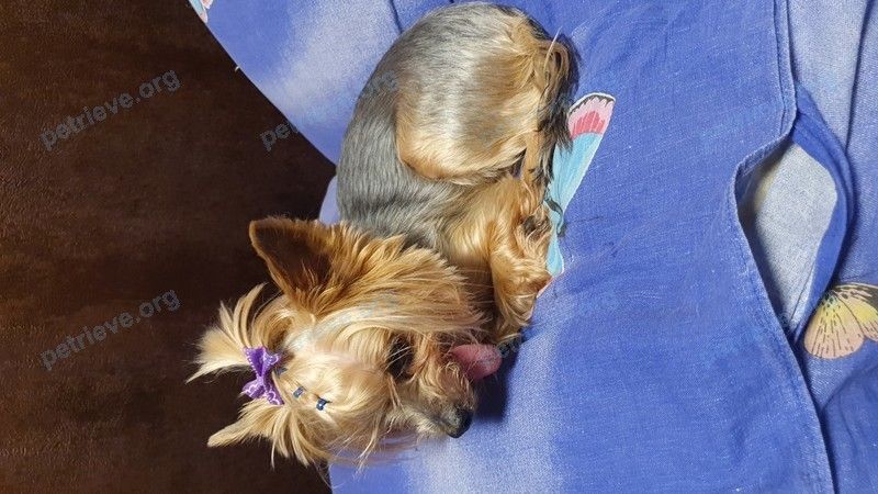 Small old female dog Деля, lost near Красносельское ш., 23, Санкт-Петербург, Россия, 198323 on Jul 03, 2022.
