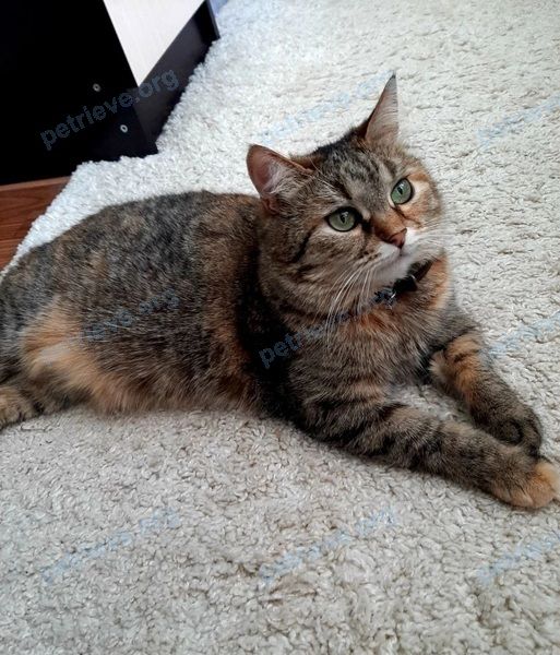 Medium gray female cat Августа, lost near ул. Академика Королева, 15, Чебоксары, Чувашская Респ., Россия, 428023 on Jul 03, 2022.