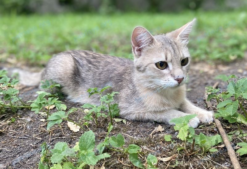 Medium young mixed color female cat, found near Сапёрная ул., 8, Санкт-Петербург, Россия, 196602 on Jul 01, 2022.