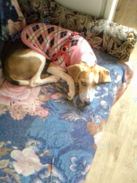 Medium young mixed color female dog Тесси, lost near Гаражная ул., 51, Волгодонск, Ростовская обл., Россия, 347386 on Jul 04, 2022.