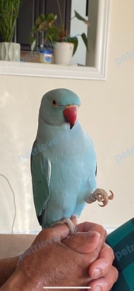Small young blue male bird Rocky, lost near draycott ave and luce drive, ajax, ON  on Jul 01, 2022.