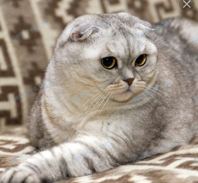 Big adult gray male cat Кокос, lost near Москва,  Новые черемушки,  улица Гарибальди д.15 к.2  on Jul 03, 2022.