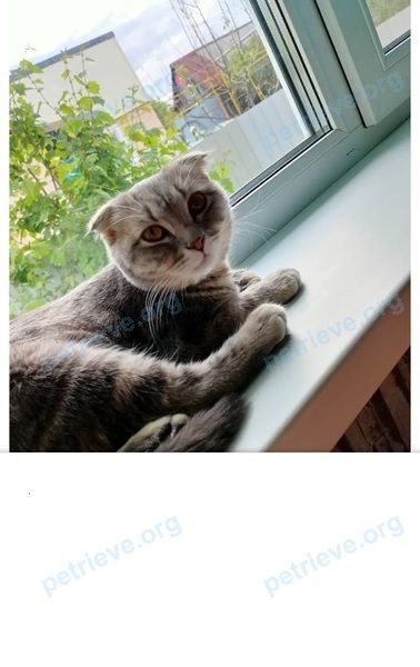 Средняя серая молодая кошка Ненси, пропала 05.07.2022 рядом с Клары Цеткин 35 
Пензенская обл., Россия, 440013.