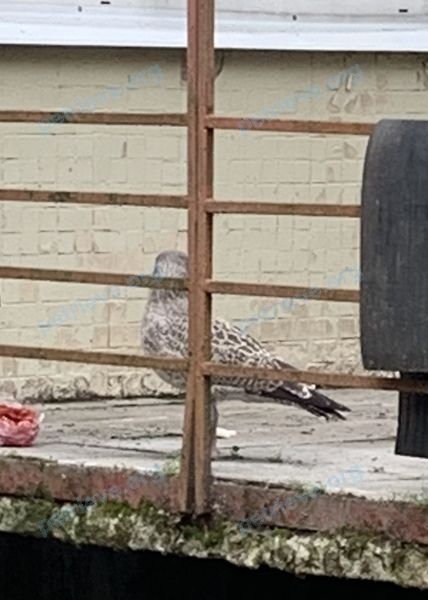 Big gray male bird, found near Северный пр., 24, корп. 2, Санкт-Петербург, Россия, 194295 on Jul 07, 2022.
