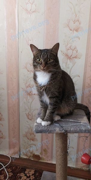 Medium young brown male cat Тима, lost near ул. Фирсова, 20 корпус 1, Рязань, Рязанская обл., Россия, 390006 on Jun 30, 2022.