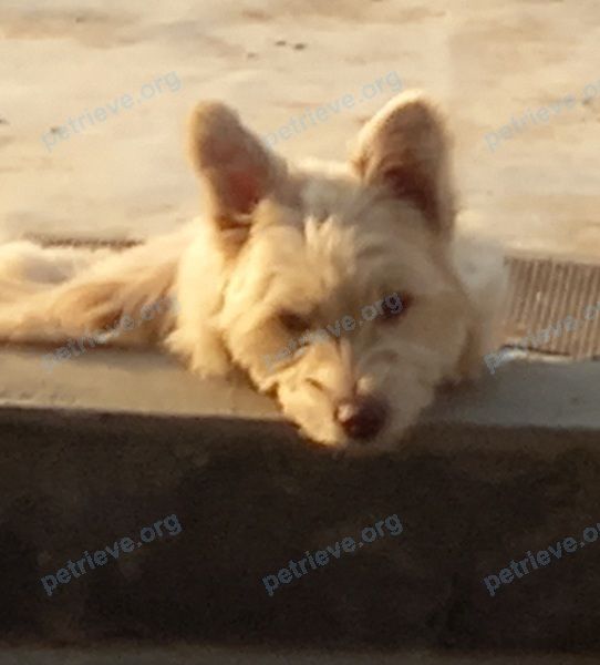 Small young white female dog пухля, lost near ул. Софьи Перовской, 111в, Астрахань, Астраханская обл., Россия, 414004 on Jul 04, 2022.