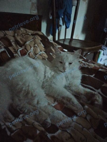 Medium young white female cat, found near Белоконской ул., 17Б, Владимир, Владимирская обл., Россия, 600014 on Jul 07, 2022.