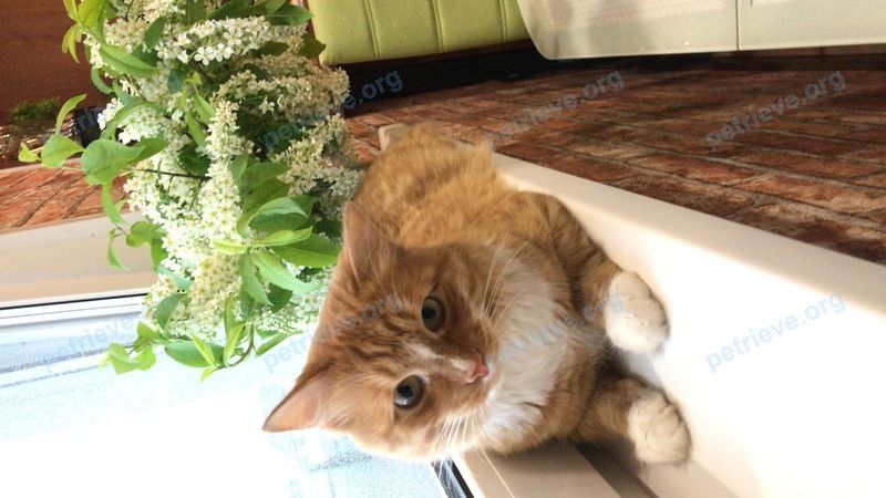 Big young orange male cat Алекс, lost near Набережные Челны,  Азьмушкино ул. 70 лет победы  on Jul 01, 2022.