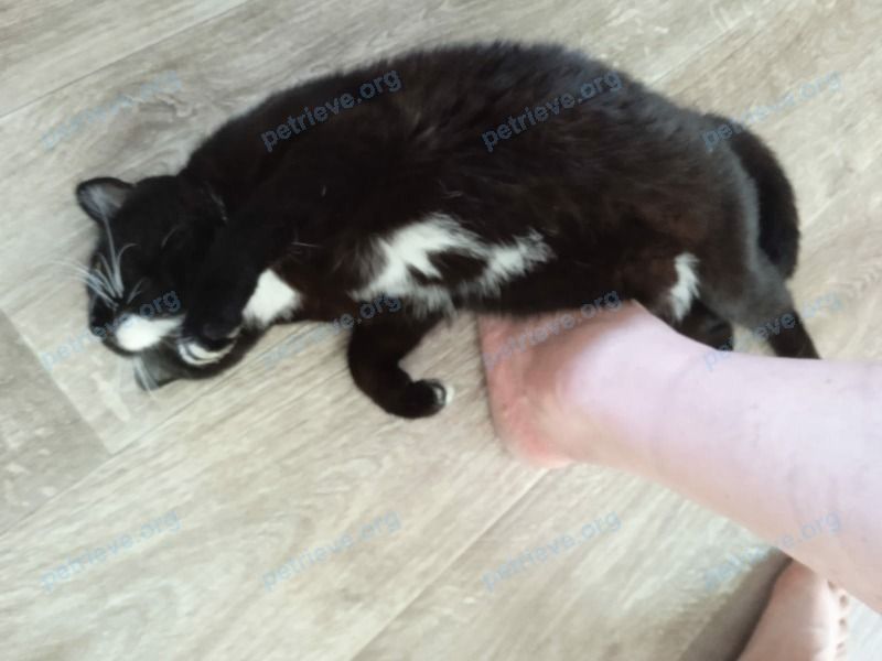 Medium young black female cat fotinia-ja, lost near ул. Курчатова, 67, Липецк, Липецкая обл., Россия, 398026 on Jul 05, 2022.