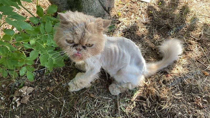 Medium adult orange cat, found near ул. Патриарха Пимена, 3, Со́фрино, Московская обл., Россия, 141250 on Jul 08, 2022.