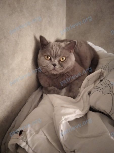 Medium adult gray female cat Лиза, lost near ул. Сиреневый бульвар, 18, Калуга, Калужская обл., Россия, 248033 on Jul 08, 2022.