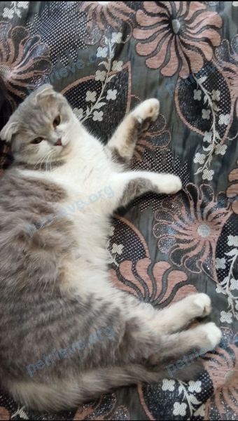 Medium young mixed color female cat Василиса, lost near 74JF+74 Трудобеликовский, Краснодарский край, Россия on Jul 09, 2022.