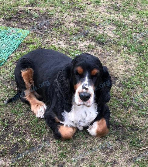 Medium adult mixed color male dog Черри, lost near Юбилейная ул., 11, Белоозёрский, Московская обл., Россия, 140250 on Jul 10, 2022.
