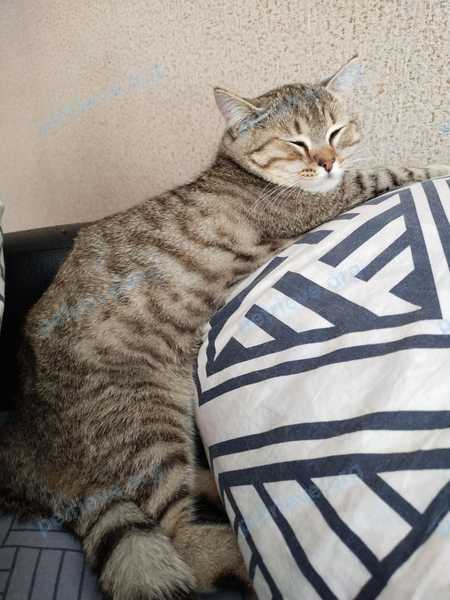 Medium young gray male cat Персик, lost near 2-й амурский пр., 3, Омск, Омская обл., Россия, 644013 on Jul 05, 2022.