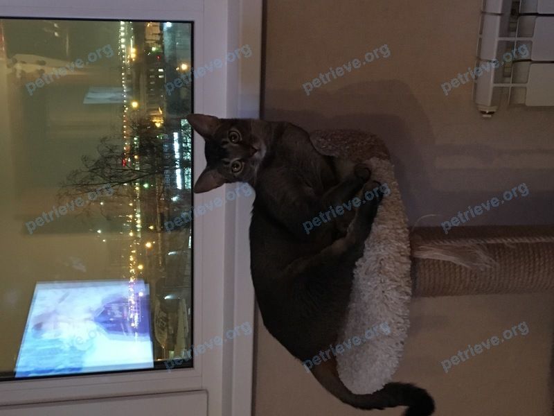 Big young brown male cat Симон, lost near ул. Ленина, 11, Рощино, Челябинская обл., Россия, 456513 on Jul 09, 2022.